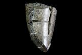 Tyrannosaurus Rex Tooth Tip - Hell Creek Formation, Montana #92792-1